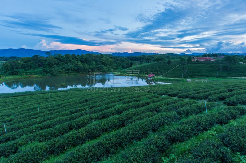 泰国,曙暮光,灌木,绿茶,美,茶树,水平画幅,山,无人,早晨