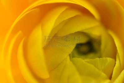 毛莨属植物,黄色,佩塔提克瓦,自然,水平画幅,绿色,无人,毛莨科,仅一朵花,春天