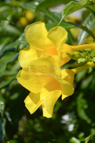 黄色,垂直画幅,无人,紫薇属的植物,软枝黄蝉,户外,自然美,植物,2015年,花坛
