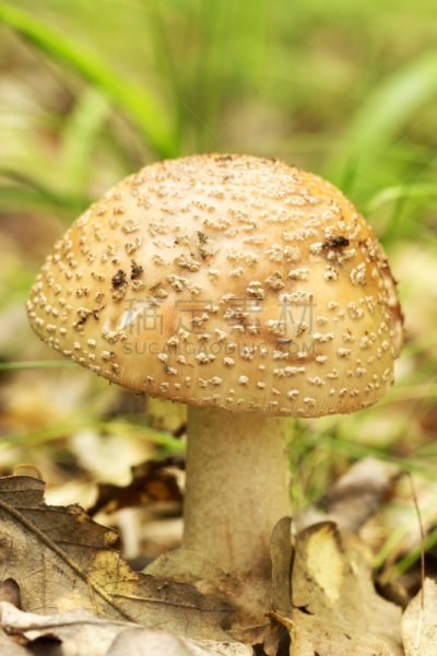 森林,鹅膏菌,腮红,蘑菇,自然,垂直画幅,褐色,秋天,无人,夏天