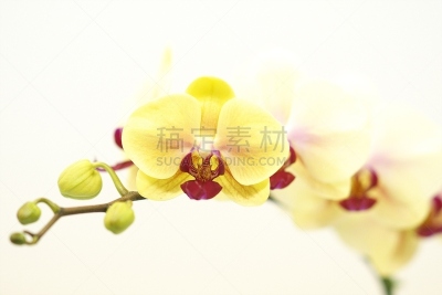 地球,美,留白,水平画幅,无人,蝴蝶兰,特写,花蕾,拉昂,东南亚