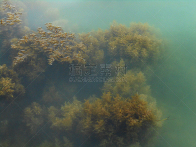 在下面,海草,海藻灰,藻类,海洋,水,富营养化水体,水平画幅,无人,平视角