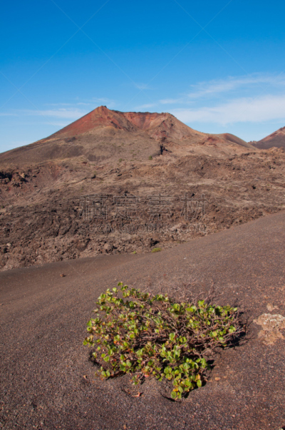 兰萨罗特岛,火山地形,垂直画幅,无人,干花,大西洋群岛,户外,加那利群岛