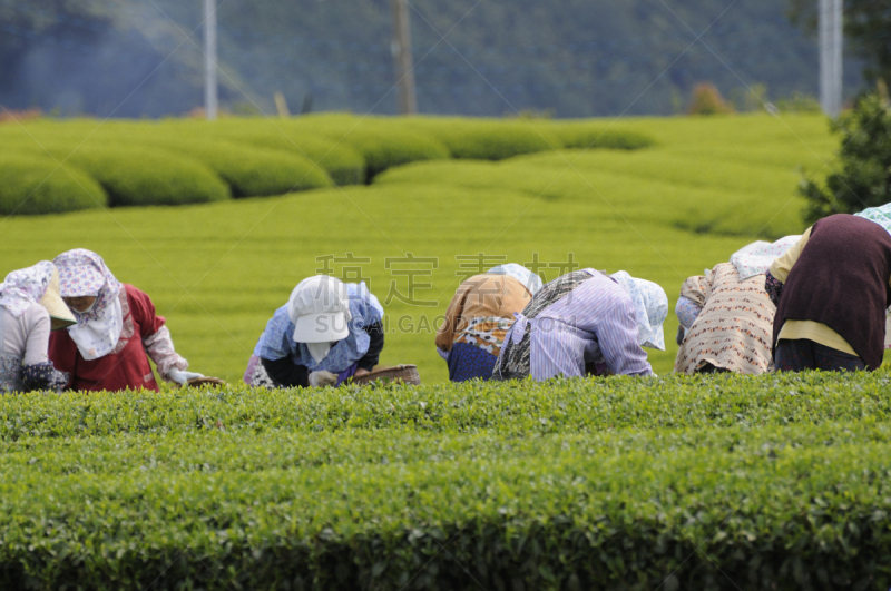 茶树,静冈县,东海区,自然,水平画幅,绿色,秧苗,日本,人,户外