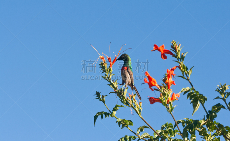 太阳鸟,忍冬,橙色,小双项圈太阳鸟,自然,天空,留白,水平画幅,无人,蓝色