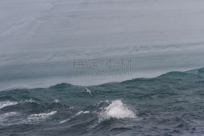 撇,管鼻藿,水,半岛,水平画幅,鸟类,户外,海洋,水禽,波浪