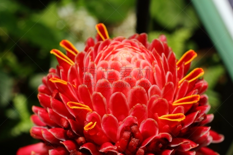 torch ginger,红色,苏弗里埃尔,圣卢西亚,水平画幅,高视角,绿色,无人,色彩鲜艳,特写