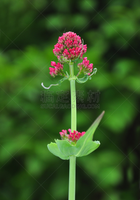 红缬草,金银花科,箭木,缬草属植物,自然,垂直画幅,无人,健康保健,草本,红色