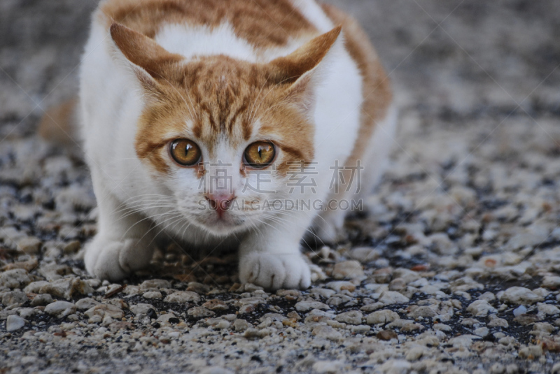 虎,野生猫科动物,家畜,加菲猫,狩猎帽,踮着脚尖,小猫,宠物主人,捕猎行为,水平画幅