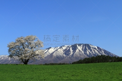 岩手县,樱之花,旅途,雪,自然美,吉野樱花,春天,樱桃树,植物,户外