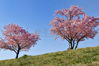 樱桃树,制造机器,河流,粉色,鲜花盛开,林荫大道,图像,美,枝,三月