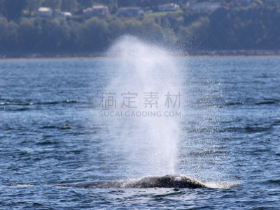 灰鲸科,太阳,鲸,自然,水,野生动物,水平画幅,蓝色,野外动物,户外