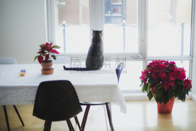 Tabby cat sitting on a table and looking outsdie