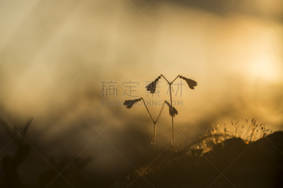 黄昏,孪生花植物,日光,自然,非都市风光,水平画幅,无人,北极光,夏天,阴影