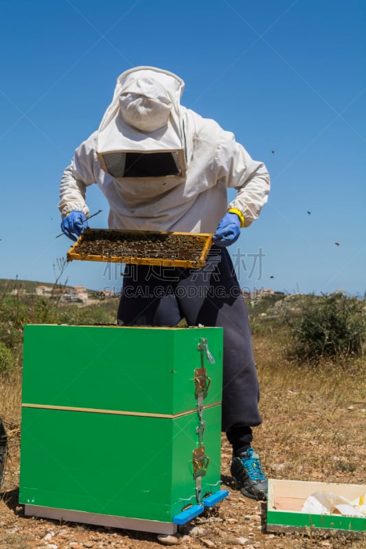 beekeeper,蜂箱,蜂王浆,蜂王,蜂蜡,垂直画幅,天空,笼子,烟,蜡