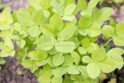 栽培植物,绿色,叶子,龙胆,茶树,印度草医学,水平画幅,素食,户外,豌豆花