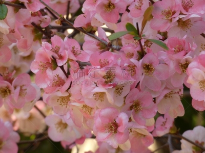 皱皮木瓜,自然,季节,图像,美,花瓣,春天,花头,无人,植物