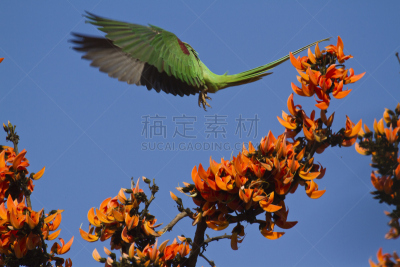 尼泊尔,长尾鹦鹉,热带鸟,水平画幅,奇旺,无人,鸟类,动物身体部位,野外动物,户外