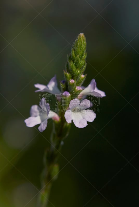 马鞭草,垂直画幅,蚊子海岸,夏天,户外,特写,植物,熏衣草,多年生植物,植物学