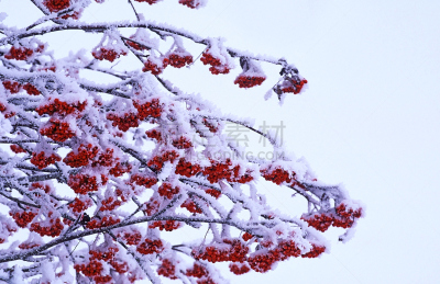 水平画幅,雪,无人,美国白蜡树,偏远的,户外,树林,彩色图片,冬天,山