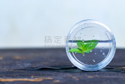薄荷叶,皮氏培养皿,实验室,生物学,绿薄荷,健康保健,胡椒薄荷,药,玻璃杯,泰国