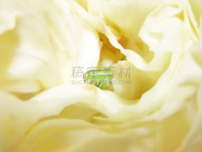 幼虫,甘蓝,蔬菜,生食,食品,图像,蛾毛虫,卷心菜蠕虫,毛虫,成分