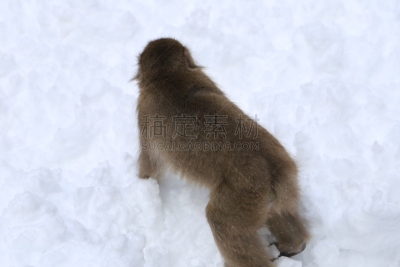 雪,猴子,风景,日本猕猴,冈山县,本州岛中国地区,雪山,公园,水平画幅,瀑布