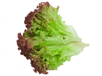 莴苣,蔬菜,清新,一个物体,背景分离,食品,成分,lollo rosso,影棚拍摄,自然