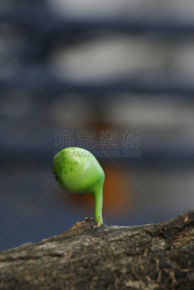 园林,葫芦,野生植物,亚洲,炮弹果属,农业,自然,草本,垂直画幅,泰国