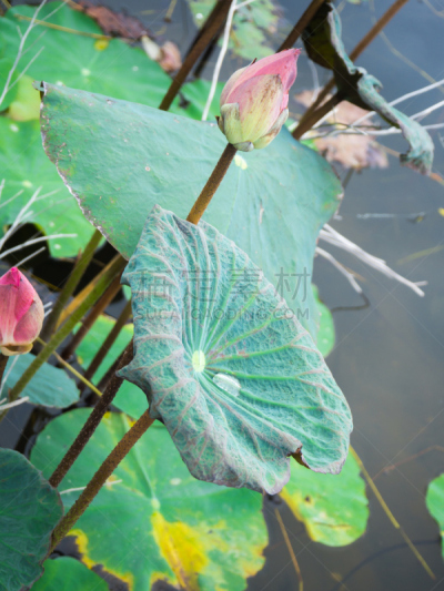 叶子,粉色,花朵,亚洲睡莲,越南北部,荷花,垂直画幅,水,美,灵性