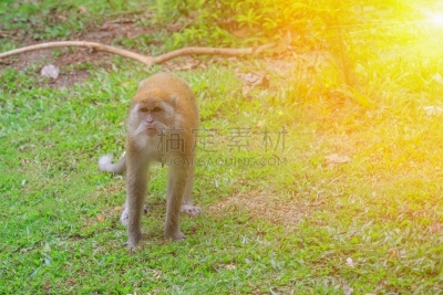 猴子,光,草,黄狒狒,狒狒,猿,生态旅游,公园,水平画幅,动物身体部位