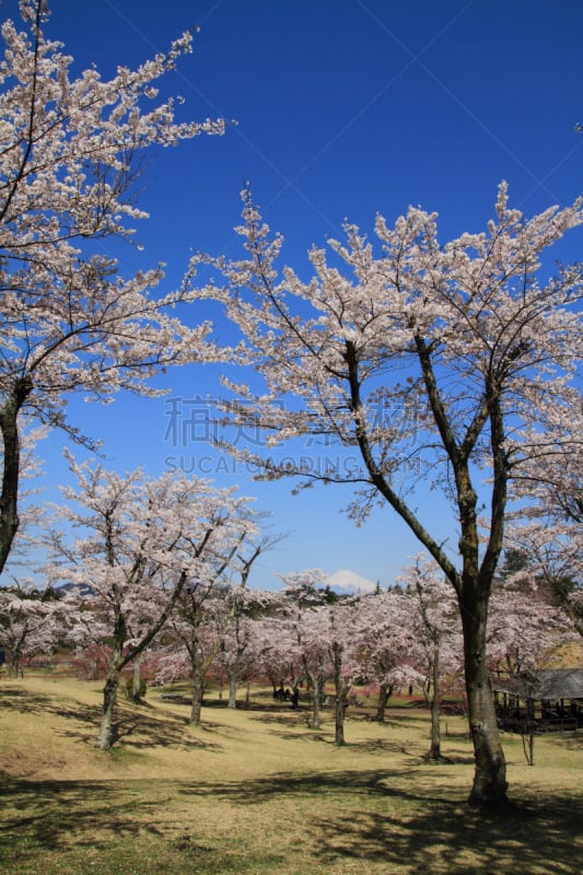 富士山,樱桃树,樱之花,不,伊东,伊豆半岛,樱花节,自然,垂直画幅,雪