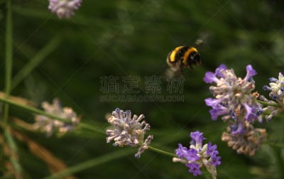 蜜蜂,熏衣草,嗡嗡响的,水平画幅,生物,无人,动物,英国,鲜花盛开,一个物体