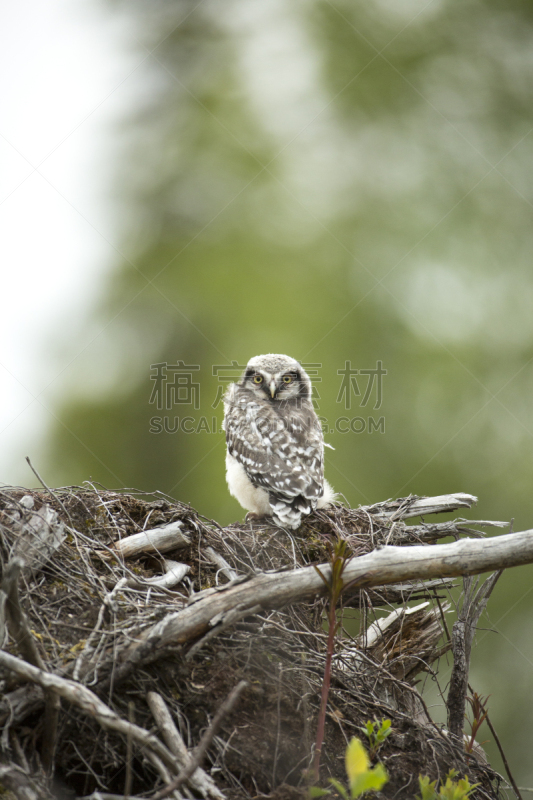 hawk owl,树桩,黄眼睛,芬兰,猫头鹰,垂直画幅,热带鸟,食肉鸟,无人,鸟类