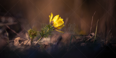 春侧金盏花,男性美,选择对焦,美,稀缺,水平画幅,无人,石灰质的,户外,干的