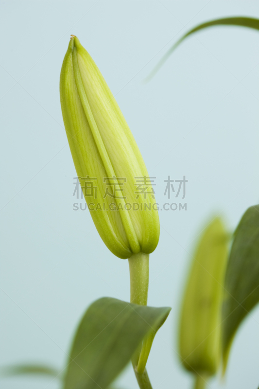 卡萨布兰卡,花蕾,绿色背景,垂直画幅,无人,纯净,夏天,特写,百合花,影棚拍摄