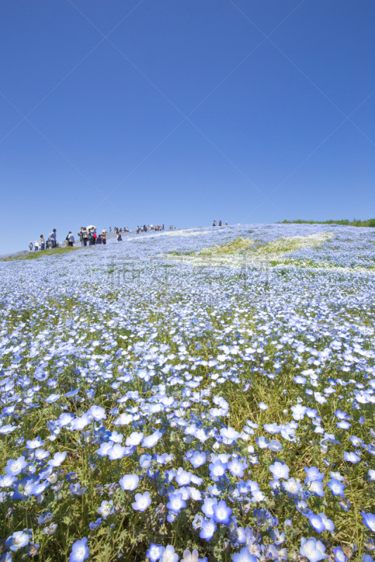 喜林草,花头,日立海滨公园,垂直画幅,无人,春天,植物,紫色,baby blue eye flower,2015年