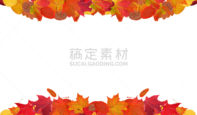 边框,秋天,色彩鲜艳,白色,叶子,水平画幅,无人,抽象,枫树,白色背景