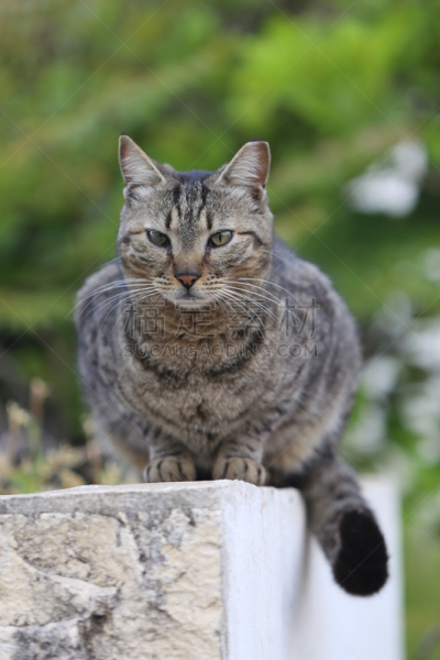 猫,垂直画幅,水,眼睑,动物身体部位,户外,石材,斑驳的,白色,高处