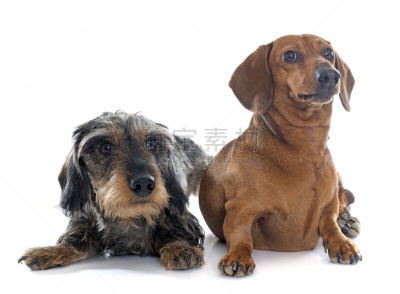 两只动物,幼小动物,腊肠犬,钢毛德国猎犬,丑角,猎犬,水平画幅,白色背景,背景分离,雄性动物
