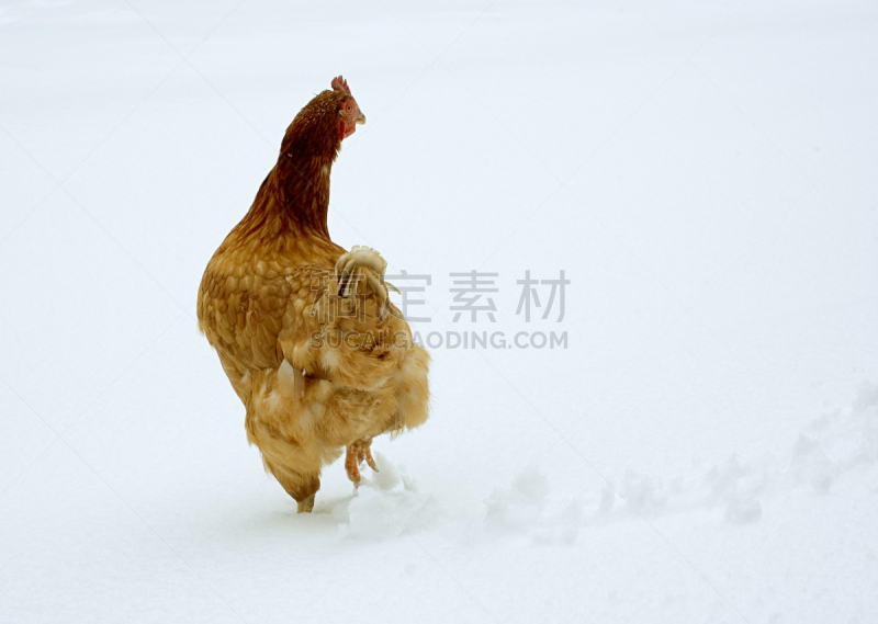 雪,鸡,美国罗德岛州红鸡,动物留下的痕迹,散养家禽,留白,水平画幅,家禽,鸟类,户外