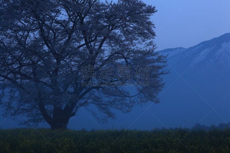 岩手县,山,樱之花,旅途,态度,草,自然美,吉野樱花,春天,樱桃树