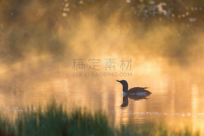 潜鸟,雾,水,美,水平画幅,无人,鸟类,早晨,野外动物,夏天