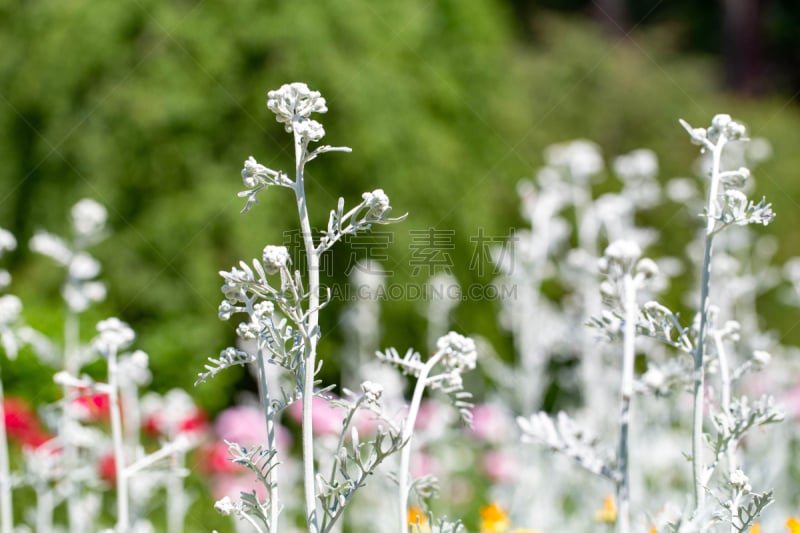 白色,自然,芳香的,健康保健,顺势医学,草本,苦艾酒,药,香料,图像