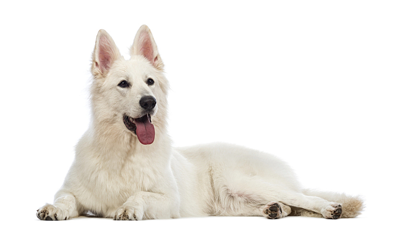 气促 向上看 牧羊犬 正面视角 动物嘴 水平画幅 无人 动物主题 哺乳纲 白色图片素材下载 稿定素材