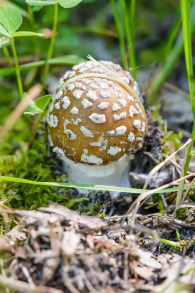 瓢蕈,幼小动物,伞形毒菌,毒蘑菇,垂直画幅,人造的,褐色,无人,苔藓,草