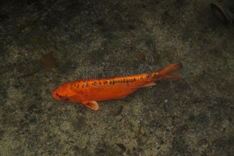 水,美,水平画幅,沙子,无人,水下,pectoral fin,背鳍,渔船,动物鳍