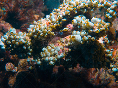 海葵,珊瑚,水,水肺潜水,水下,野外动物,feather star,山脊,礁石,热带气候