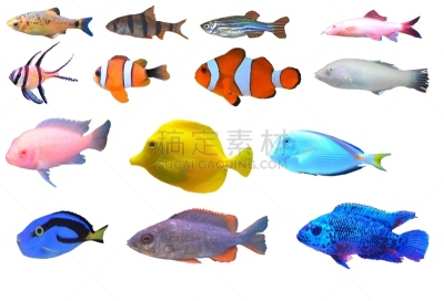 白色背景,热带鱼,分离着色,字体,留白,水平画幅,可爱的,无人,鲤科小鱼,蓝色