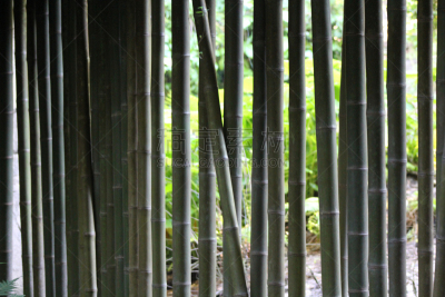 笋,围墙,鸭跖草类植物,单子叶植物,植物,水平画幅,草类,无人,2015年,竹